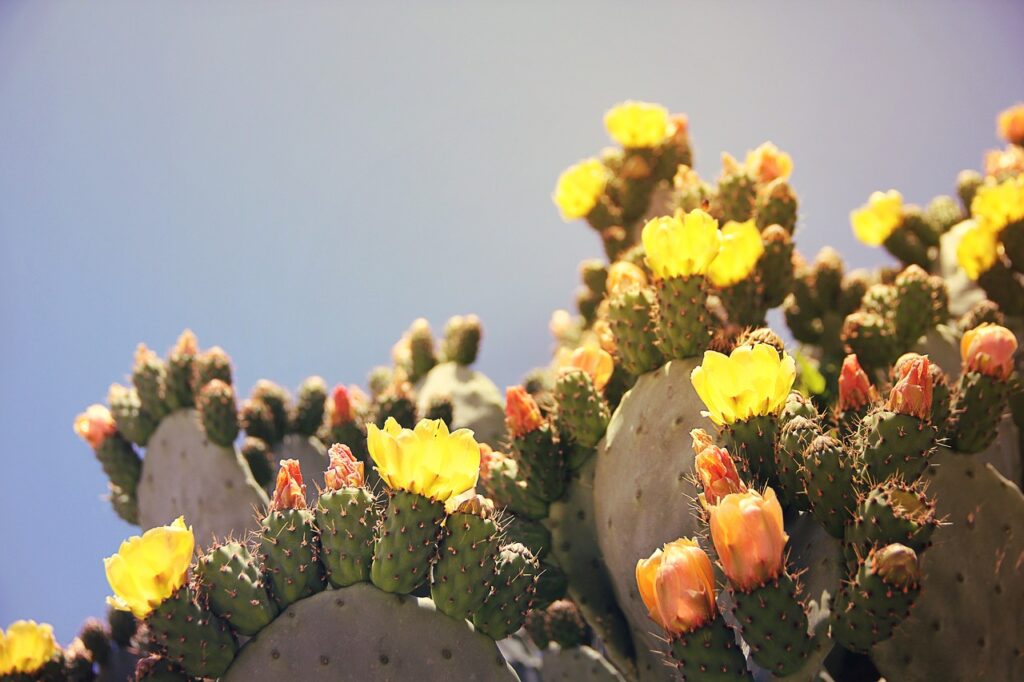 Nopal (Prickly Pear Cactus)